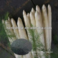 Hybrid Asparagus Seeds for sowing